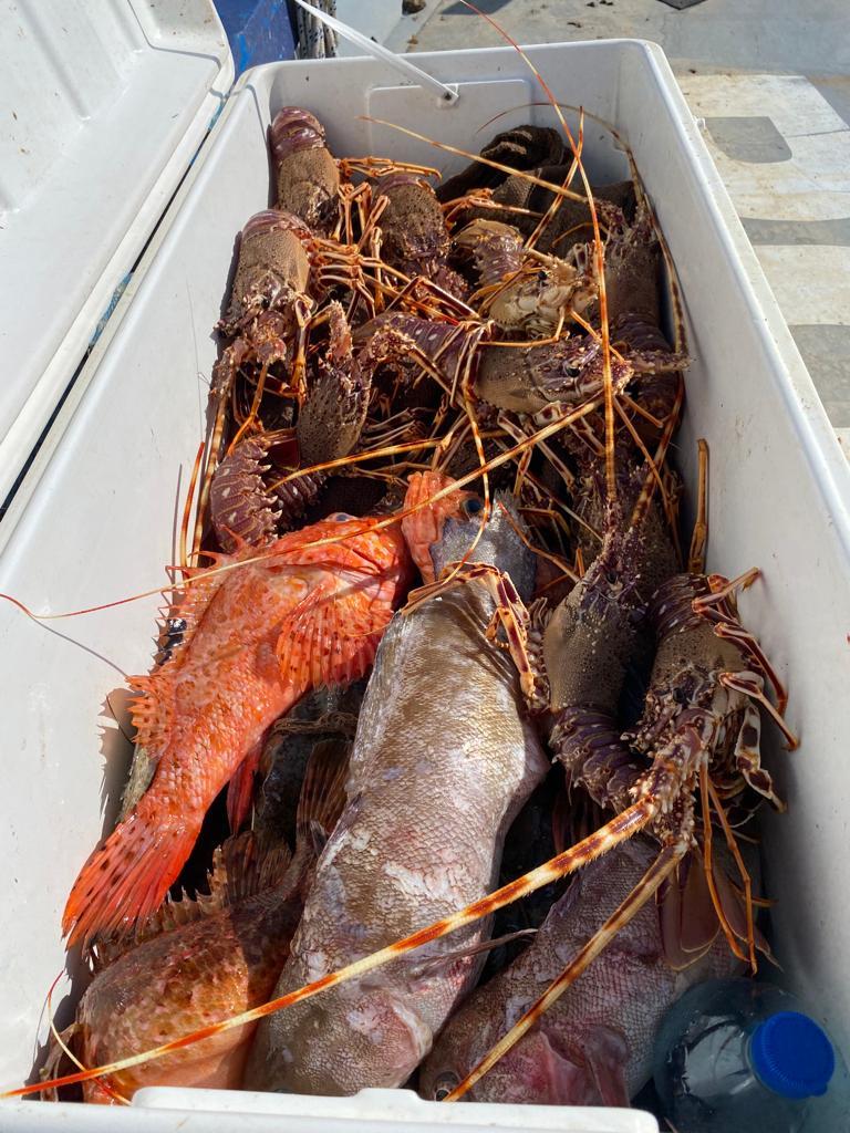 Vente directe de poisons sauvages Agay Saint Raphael.Vente de poissons sauvages frais directement aux particuliers.Pêche artisanale et vente de poisson frais à Agay Saint Raphael Var.Poissonnerie d'Agay Saint Raphael. 