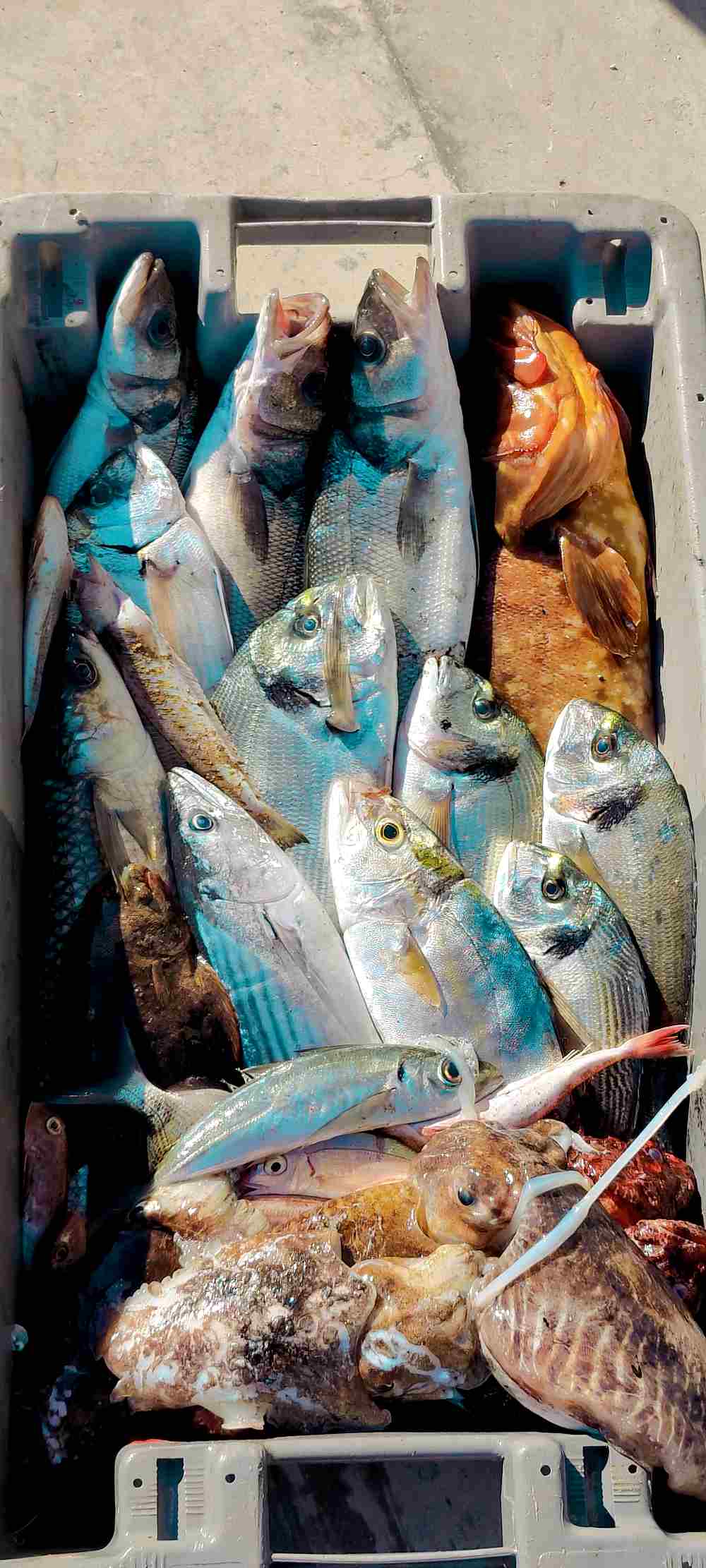 Vente directe de poisons sauvages Agay Saint Raphael.Vente de poissons sauvages frais directement aux particuliers.Pêche artisanale et vente de poisson frais à Agay Saint Raphael Var.Poissonnerie d'Agay Saint Raphael. 