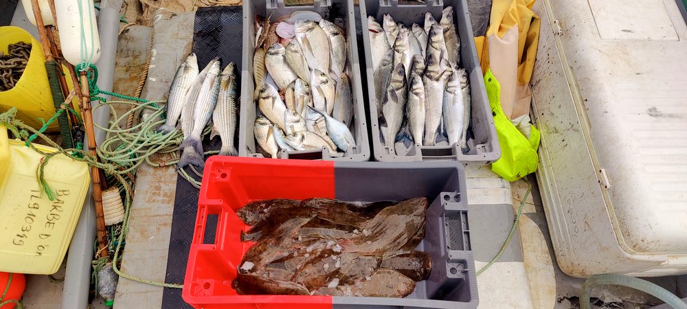 Vente directe de poisons sauvages Agay Saint Raphael.Vente de poissons sauvages frais directement aux particuliers.Pêche artisanale et vente de poisson frais à Agay Saint Raphael Var.Poissonnerie d'Agay Saint Raphael. 