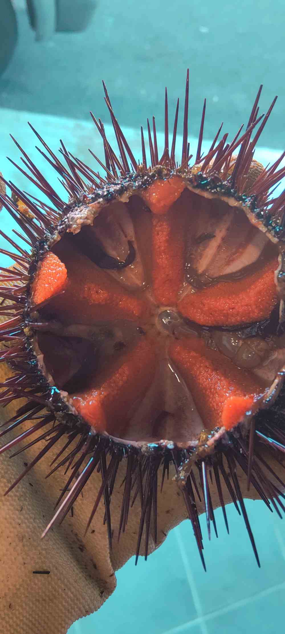 Vente directe de poisons sauvages Agay Saint Raphael.Vente de poissons sauvages frais directement aux particuliers.Pêche artisanale et vente de poisson frais à Agay Saint Raphael Var.Poissonnerie d'Agay Saint Raphael. 