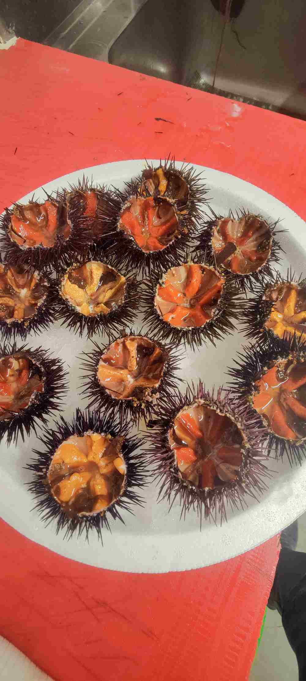 Vente directe de poisons sauvages Agay Saint Raphael.Vente de poissons sauvages frais directement aux particuliers.Pêche artisanale et vente de poisson frais à Agay Saint Raphael Var.Poissonnerie d'Agay Saint Raphael. 