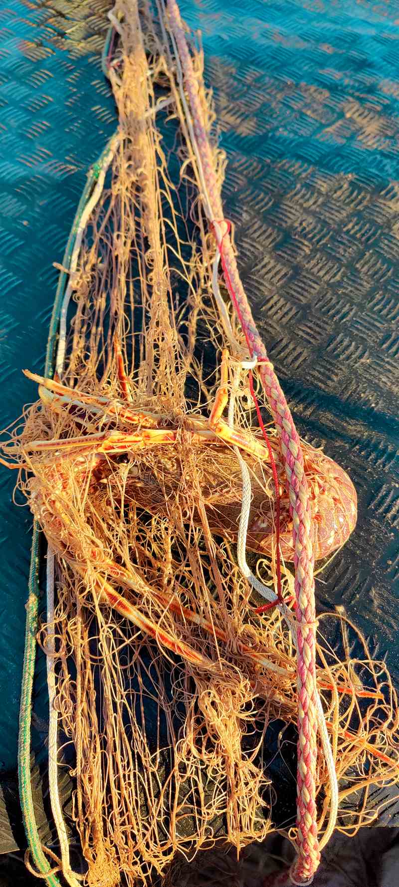 Vente directe de poisons sauvages Agay Saint Raphael.Vente de poissons sauvages frais directement aux particuliers.Pêche artisanale et vente de poisson frais à Agay Saint Raphael Var.Poissonnerie d'Agay Saint Raphael. 